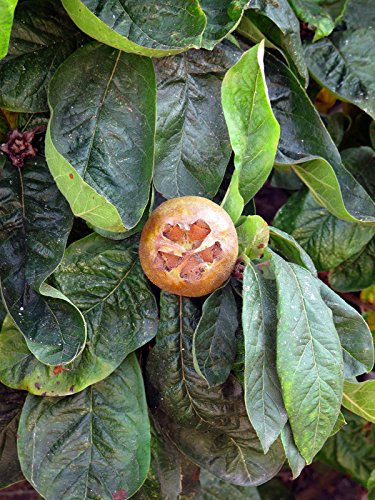 Echte Mispel (Mespilus germanica) - 10 Baumsamen