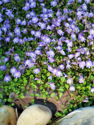Perennial Farm Marketplace Mazus reptans (Creeping Blue) Groundcover, 1 Quart, Bright Bluish Colored Flowers