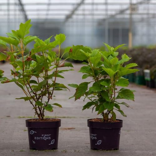 Hydrangea quercifolia 'Amethyst' Oakleaf Hydrangea Stunning Plum Red Flowers Unique Autumn Foliage 1X 3 Litre Pot by Thompson and Morgan