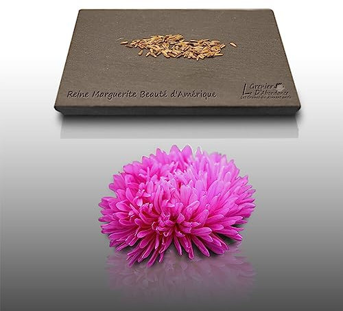 100 graines de Fleurs à semer - Le Grenier d'Abondance - REINE MARGUERITE Beauté D' Amérique - Callistephus chinensis