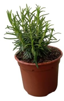 Planta Aromática – Arbusto de Romero Natural para el Huerto o la Terraza