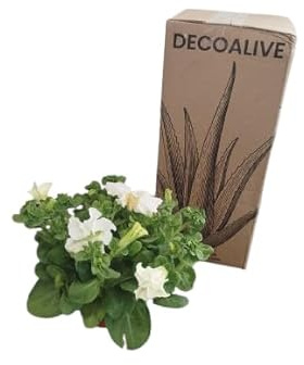 Petunia Blanca Natural en Maceta DECOALIVE - Flores Blancas para Exterior e Interior