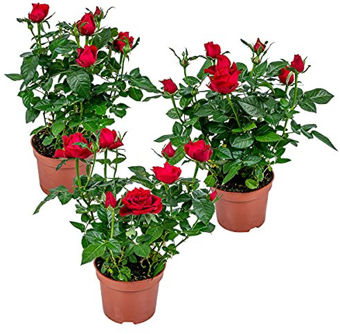 Bloomique - Lot de 3 - Rosier Nain Rouge - Plantes d’intérieur & extérieur - Terrasse & Jardin - Rustique - 20-30 cm de Haut - Pot 12 cm