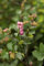 Symphoricarpos doorenbosii 'Magical Sweet' 40-60 cm - Schneebeere, rosa-weiße Beeren, Herbstfärbung, ideal für Hecken, pflegeleicht und winterhart