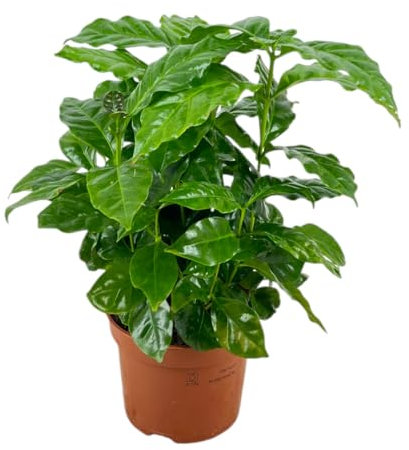 PIANTA DEL CAFFE' vera COFFEA in vaso 12 H30CM FOTO REALE