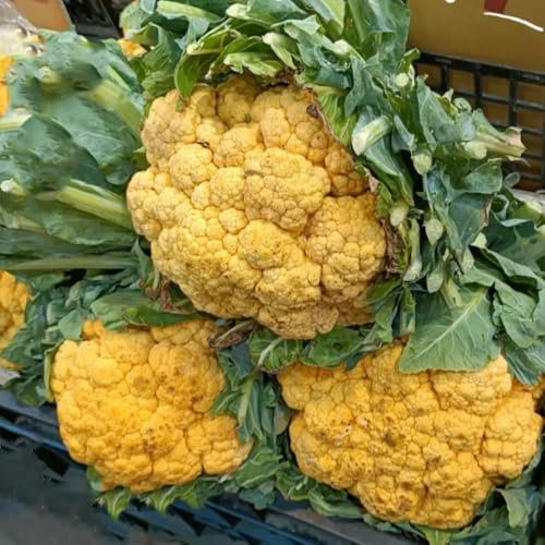 blumenkohl samen - blumenkohlsamen - hochbeet samen, gartendeko für draußen winterblumenkohl hochbeete für garten, bio samen gemüse steingartenpflanzen winterhart, gemüsesaat gemüse 200pcs