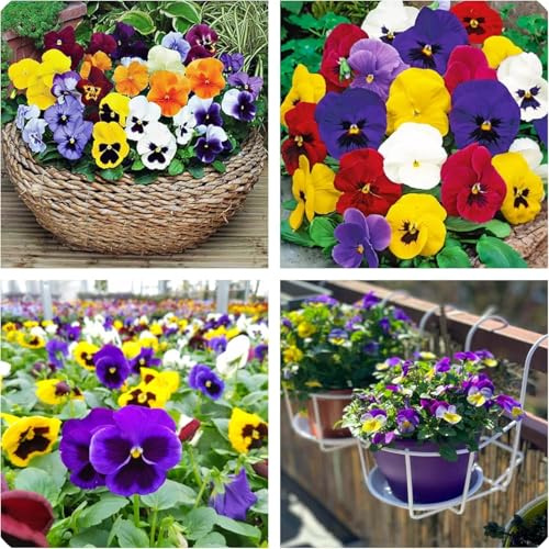 Semi di Viola del Pensiero, Viola Wittrockiana Tricolor, Gigante Svizzera, Colori Misti, Confezione da 300 Semi