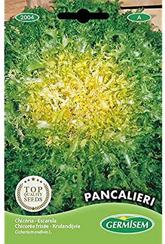 Germisem graines Chicorée frisée Grosse Pancalière PANCALIERI
