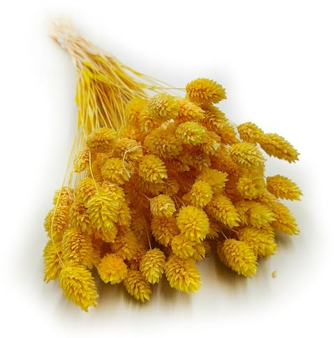 Enchanted Dekogras Torkat Gräs Prydnadsgräs Kanariegrus Phalaris Torkade Blommor Naturlig Boho Ca. 100 st 80 g Gul