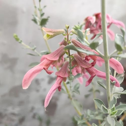 Semillas de salvia, de jardín Semillas de Salvia japonica, Las de jardín son perennes resistentes 50pcs
