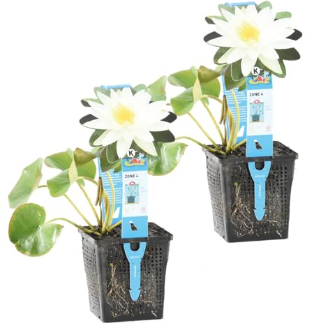 Bloomique - Lot de 2 - Nymphaea Marliacea Albida - Nénuphar - Blanc - Plantes de bassin - Plantes aquatiques - Rustique - Hauteur 10-20 cm - Pot 11 cm