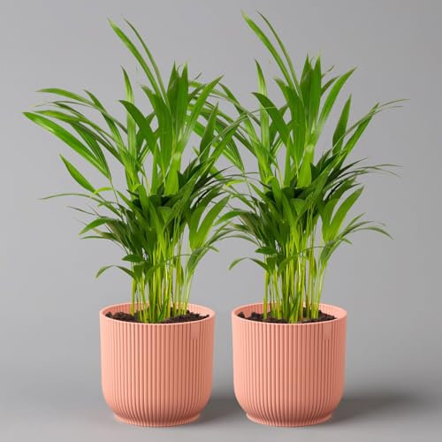 Goldfruchtpalme in Übertopf Vibes rosa, Topf-Ø 13 cm, Höhe ca. 20-30 cm, 2er-Set