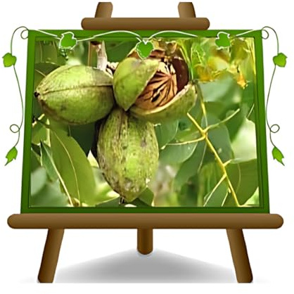 EURO PLANTS VIVAI Noce Pecan Kiowa pianta da frutto età 4 anni