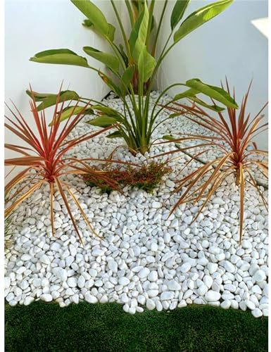 Jardin202 - Piedras de Canto Rodado Blanco 25kg – Decoración Jardín Exterior y Macetas | Tamaños 20/25, 20/40 y 40/60 mm | 20/25 -