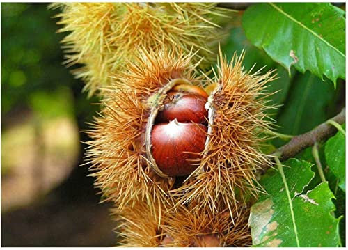 Edelkastanie Castanea sativa Pflanze 25-30cm Esskastanie Maronen Maroni Kastanie