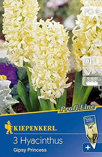 Profi-Line Hyacinthus Gipsy Princess, Hyazinthen