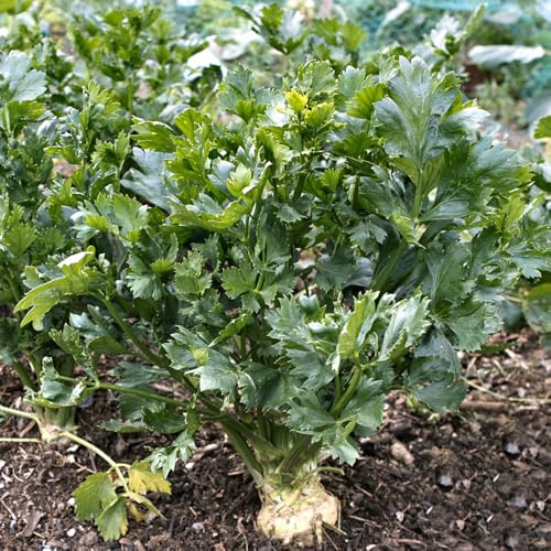 semi di sedano rapa decorazioni giardino per esterni rampicanti esotiche giardino resistenti Semi di biologici, varietà antiche resistenti 40semi