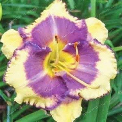 SwansGreen 100 Pcs/Sac hybride hémérocalles Graines Bonsai Graines de fleurs Hémérocalles Lily plantes d'intérieur Pot jardin Fournitures 13