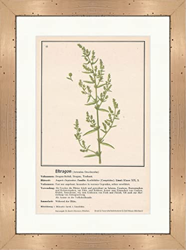Biller Antik Estragon Artemisia Dracunculus Armoise Plantes médicinales 161 encadrée