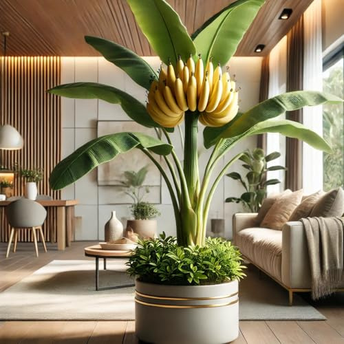 22Day Seeds: Seeds Ornamental Banana Tree/Musa ornata/Perennial Tree