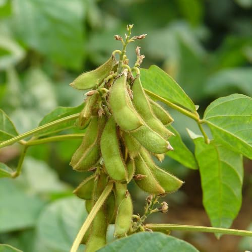 semi di edamame, edamame, biologici da giardino resistenti perenni aiuole rialzate per giardino da balcone in serra 150pcs
