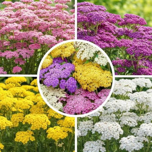 10 Achillea växtkollektion (10 växter/rötter), flerårig blandning av 5 sorter, stora vinterhårda perenner från Holland, trädgårdsväxter för rabatter (inga frön, inte konstgjorda och lökar)
