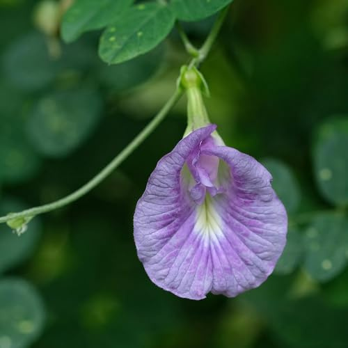semillas de guisante de mariposa silvestres de balcón, cortadas exóticas resistentes, variedades antiguas, 35pcs