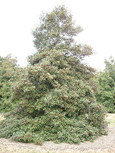 Aachondra 20 semi di agrifoglio verde Farage