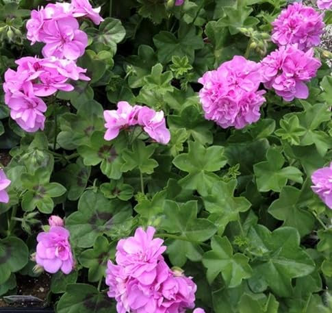 100 graines de fleurs de géranium lierre