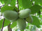 1 PIANTA di ASIMINA TRILOBA BANANO di Montagna del Nord