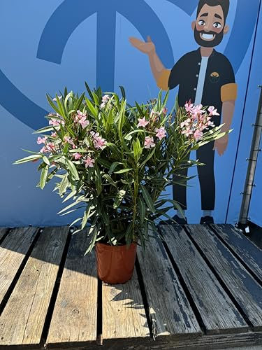 Sunny Tree - Pianta - oleandro - Nerium oleandro - Colore Rosa - Altezza 100-120 cm - per esterni - Pervinca in inverno