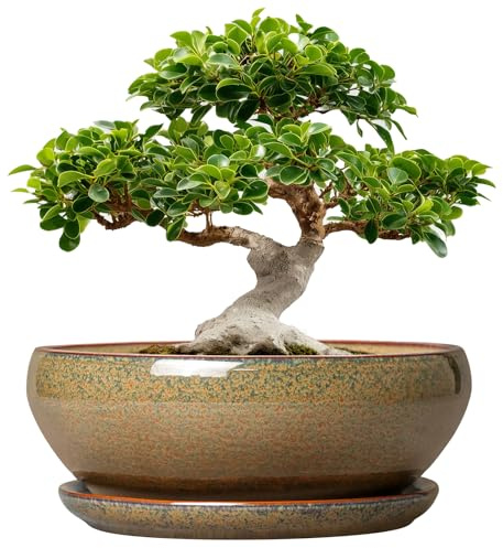 SQOWL Ceramic Bonsai Pots - 12 Inch Succulent Pots with Drainage Hole and Saucer, Large Succulent Planters, Shallow Planter Indoor Outdoor, Round Planter Bowl, Home Decor, Gift for Plant Lover, Brown