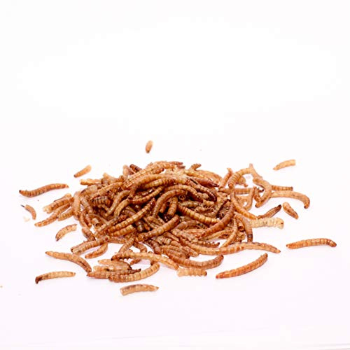 Mehlwürmer getrocknet * Schildkrötenfutter, Vogelfutter, Igelfutter von Warnick´s Tierfutterservice (2.000ml)
