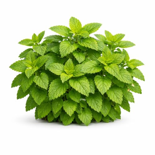 Lemon Balm Seeds for Planting – Aromatic Perennial Herb for Tea and Culinary Use – Suitable for Garden Beds or Containers