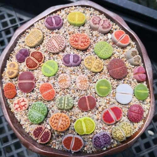 600 pz semi di lithops resistenti per da giardino vere