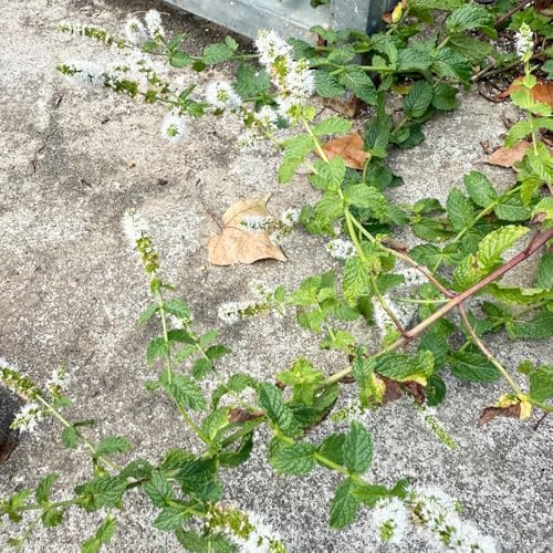 Semi di menta piperita menta piperita esotica prodotti sostenibili balcone resistenti per giardini rocciosi selvatiche verdi resistenti rara semi 600pcs
