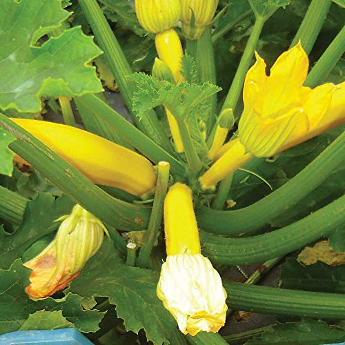 Courgette ‘Orelia' (Cucurbita Pepo) (Zucchini) Annual Vegetable Seeds Garden Plant, 1 Packet Containing 6 Seeds by Thompson and Morgan