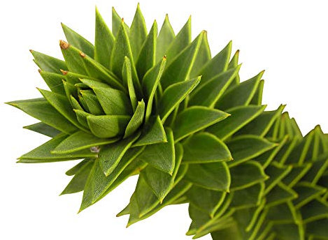 5 Samen Affenschwanz Tanne -Araucaria araucana- Monkeypuzzle