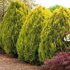 50 piezas vendedor caliente Thuja orientalis Los árboles de ciprés Platycladus orientales de Tuya Semillas Semillas de coníferas del jardín de DIY