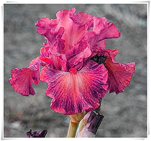 Iris germanica |Collezione di Doppio fiore | piante a radice nuda | Iris Misti | iris perenne