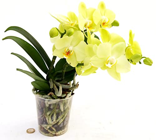 POWERS TO FLOWERS - ORCHIDEA PHALAENOPSIS GIALLA, 2STELI, A STELO BASSO, Pianta Vera