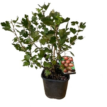 Fresh Plants - Groseillier à Maquereau Rouge-Ribes Hinnonmäki Red en Pot Ø 19 cm, Hauteur env. 50 cm - Resilient au Gel et Productif
