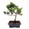 Bonsai Baum mit Keramik Blumentopf - Ligustrum, Ficus, Carmona, Podocarpus, Chinese elm - ca. 6-9 Jahre (20cm Schale ca. 8 Jahre, Podocarpus P20 Broom)