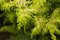Chamaecyparis obtusa 'Fernspray Gold' 15-20 cm - Hinoki-Scheinzypresse, goldgelbes Laub, ideal für Kübel und Rabatten, winterhart, pflegeleicht