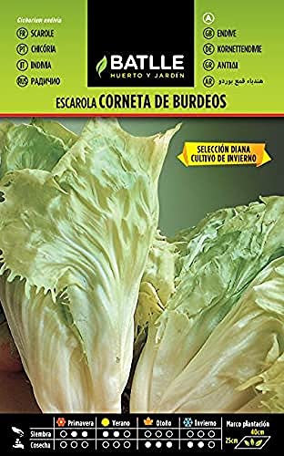 Semi Batlle – escarola