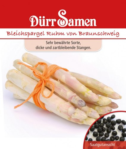 Rübensamen - Bleichspargel Ruhm von Braunschweig von Dürr-Samen