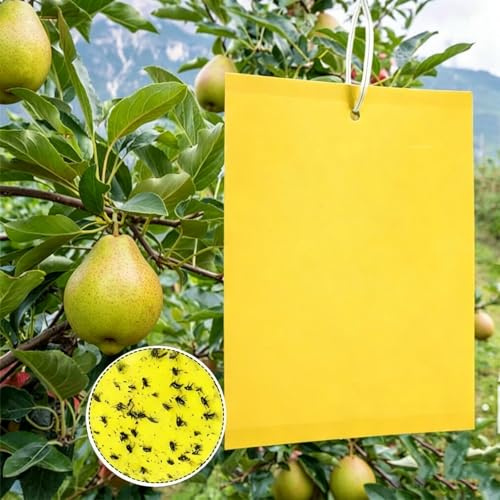 100/80 Pezzi Trappole Acchiappa Mosca Ciliegio, Trappole Gialle Adesive Biadesive per Insetti, Trappola Adesiva per Mosca Bianca e Mosca dell'Olivo (100)