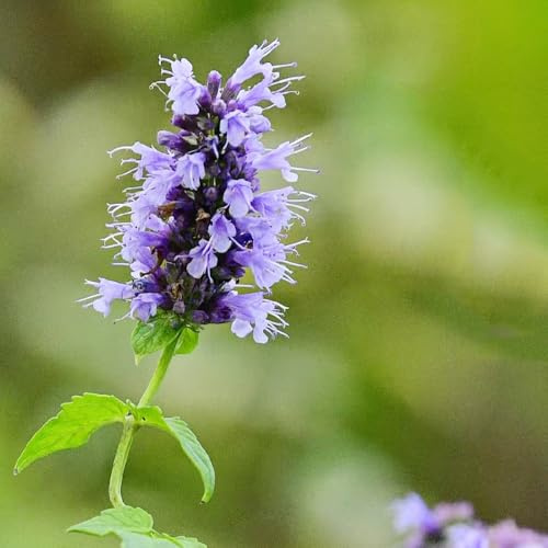 semillas de ortiga perfumadas, Agastache foeniculum, de Balcón con parterre jardín rocas resistentes balcón para el jardín 300pcs