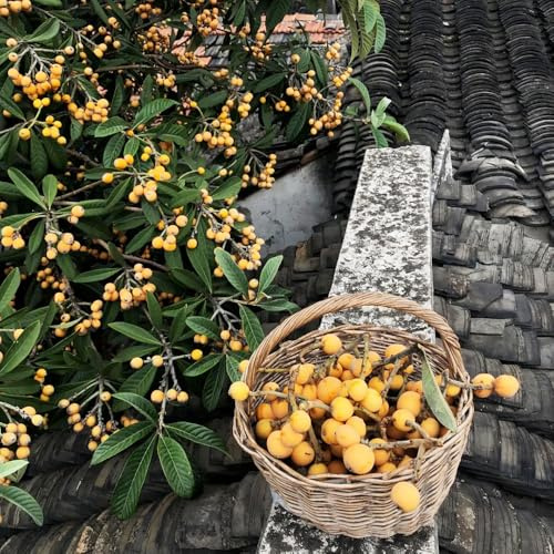 Semillas de níspero - níspero japonés, fácil de plantar, macetas plantas resistentes al exterior Plantas en maceta resistentes, semillas orgánicas. fruta columnar, cultivo de semillas 3pcs