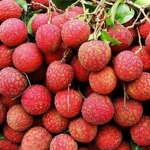 Grande promotion de graines de litchi géantes, graines de fruits de jus en pot dans le jardin et à la maison, une plante biologique vivace Paquet de 100 graines